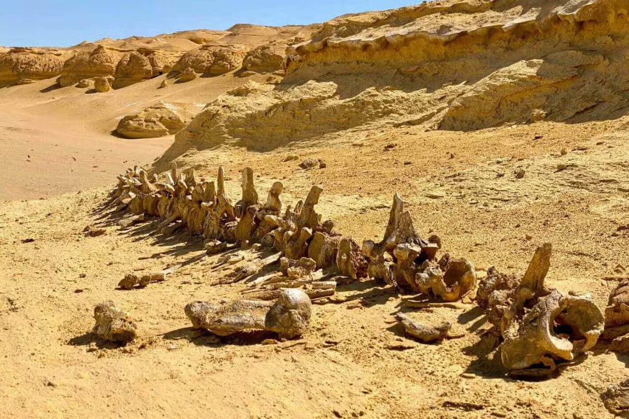 Tour di un giorno all’Oasi di Fayoum dal Cairo